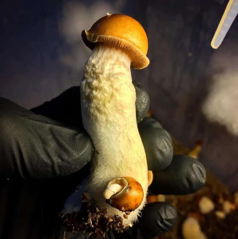Mushroom farm automation