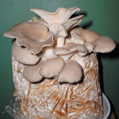 Mushroom farm automation