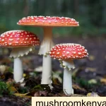 button mushroom farming in Kenya