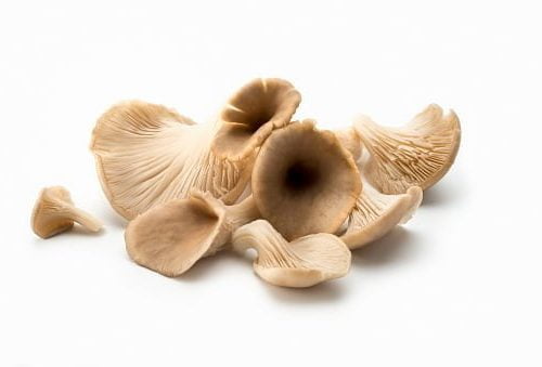Mushroom grow kit FAQs