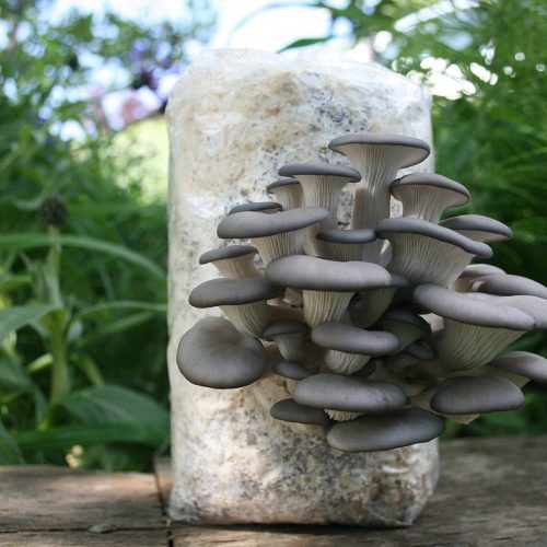 oyster mushroom grow kit