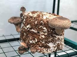 Shiitake Mushrooms grow kit